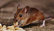 attic-and-crawl-space-pest-treatment Experts in Ironbound